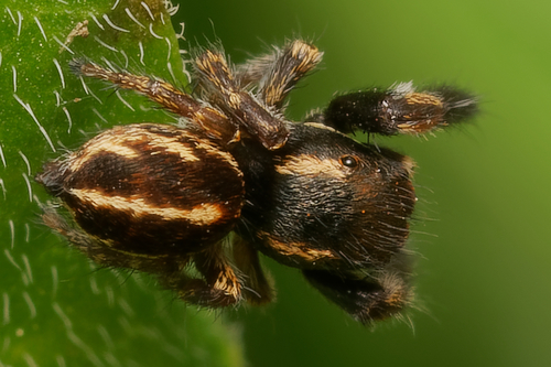 Pellenes brevis