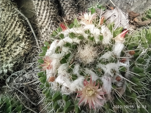 Mammillaria geminata