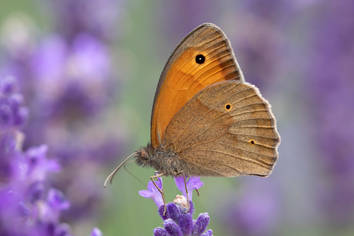 Maniola jurtina