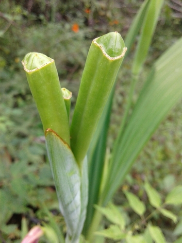 Tiger flower