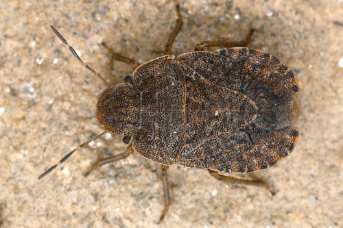 Sciocoris microphthalmus Flor, 1860