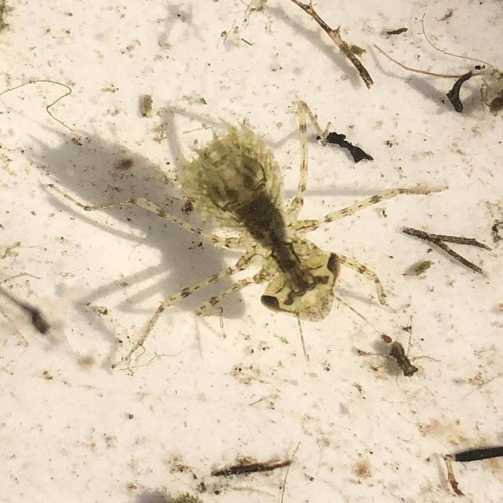 Saddlebag Gliders from University of North Texas Discovery Park
