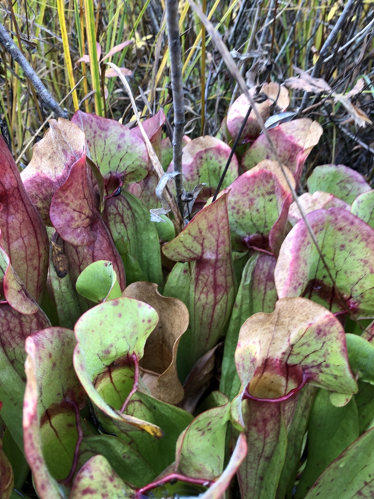 Purple Pitcher Plant In October 2020 By Nimbus0 · Inaturalist