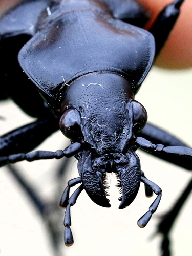 Calosoma peregrinator