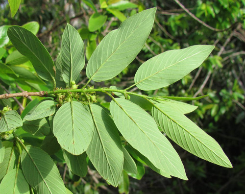 Coyotillo