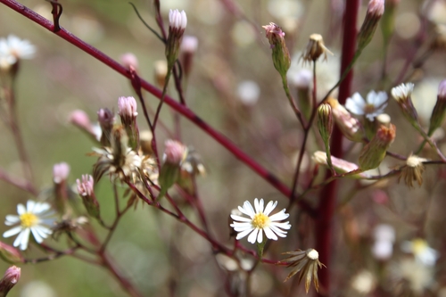 Symphyotrichum expansum (Poepp. ex Spreng.) G.L.Nesom