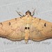 Dichocrocis megillalis - Photo (c) Roger C. Kendrick, all rights reserved, uploaded by Roger C. Kendrick