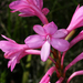 Watsonia knysnana - Photo (c) Terry Gosliner, כל הזכויות שמורות, הועלה על ידי Terry Gosliner