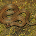 錨斑小頭蛇 - Photo 由 Surya Narayanan 所上傳的 (c) Surya Narayanan，保留所有權利