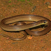 Calamaria Reed Snake - Photo (c) Surya Narayanan, all rights reserved, uploaded by Surya Narayanan