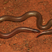 Nilgiri Burrowing Snake - Photo (c) Surya Narayanan, all rights reserved, uploaded by Surya Narayanan