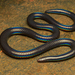 Indian Black Earth Snake - Photo (c) Surya Narayanan, all rights reserved, uploaded by Surya Narayanan