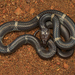Indian Wolf Snake - Photo (c) Surya Narayanan, all rights reserved