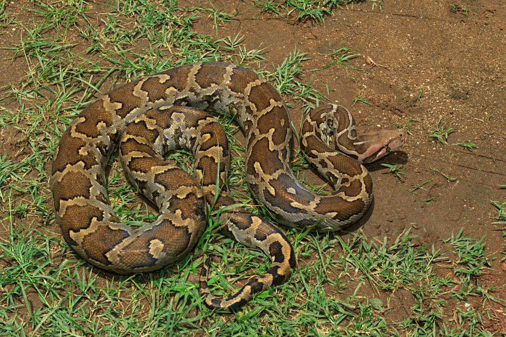 Indian Python in August 2020 by Surya Narayanan · iNaturalist