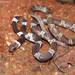 Lycodon nympha - Photo (c) Surya Narayanan, todos los derechos reservados, subido por Surya Narayanan
