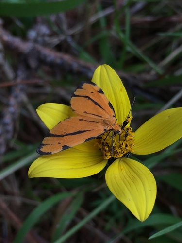 Eubaphe tripunctata