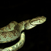 Travancore Pit Viper - Photo (c) Surya Narayanan, all rights reserved, uploaded by Surya Narayanan