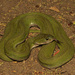 Green Keelback - Photo (c) Surya Narayanan, all rights reserved, uploaded by Surya Narayanan