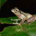 Charming Tree Frog - Photo (c) Chien Lee, all rights reserved, uploaded by Chien Lee