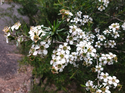 Leptospermum variabile