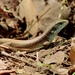 Laurent’s Plated Lizard - Photo (c) Glyn Lewis, all rights reserved, uploaded by Glyn Lewis