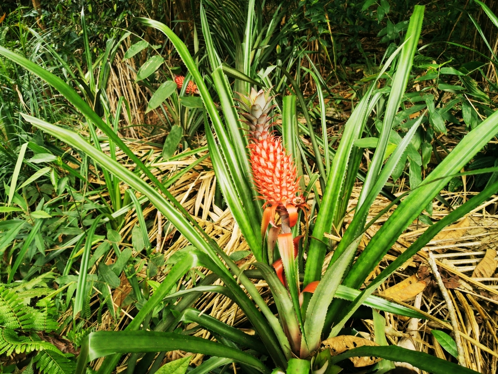 pineapple (Ananas comosus)  iNaturalist