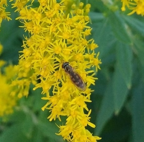 Melanostoma orientale