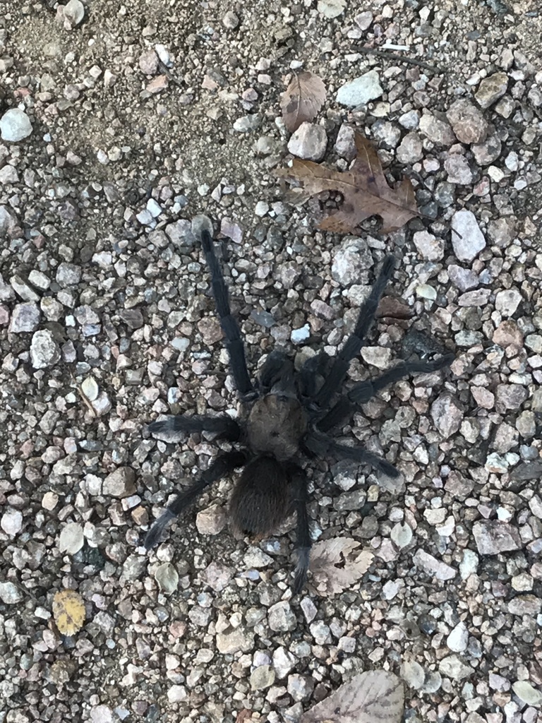 Texas Brown Tarantula from Nature Center Dr, Austin, TX, US on October