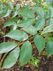 Copaifera aromatica image