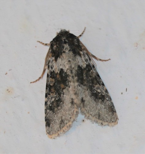 Polymixis manisadjiani