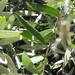 Atherosperma moschatum integrifolium - Photo (c) Patrick  Campbell, todos los derechos reservados, uploaded by Patrick Campbell