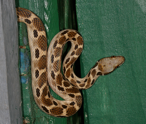 Ocellated Cat Snake