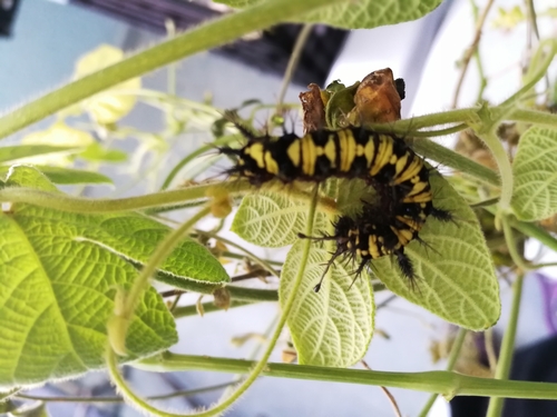 Guatemalan Cracker