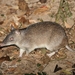 Long-nosed Bandicoot - Photo (c) Chris Benesh, all rights reserved, uploaded by Chris Benesh