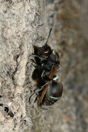 Ropalidia merina