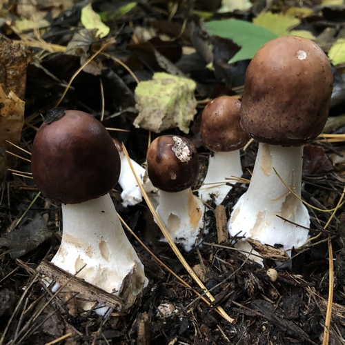 Wine-cap Stropharia