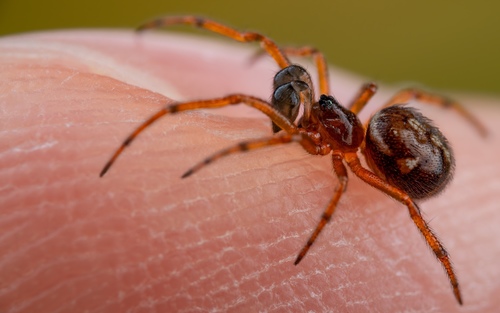Rabbit Hutch Spider