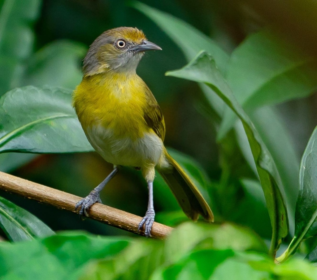 Lemon-chested Greenlet photo