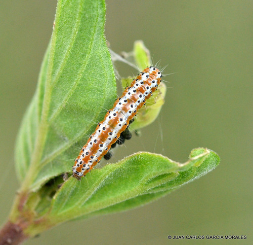 Four-spotted Palpita Moth