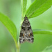 Tricolored Cosipara Moth - Photo (c) Juan Carlos Garcia Morales, all rights reserved, uploaded by Juan Carlos Garcia Morales