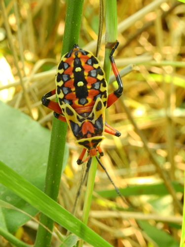 Pachylis nervosus