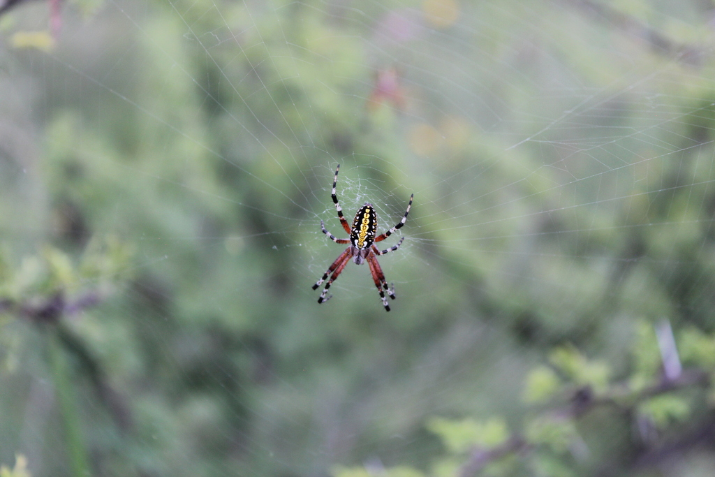 Araña manchada de jardín desde Cuitzeo del Porvenir, Mich., México el