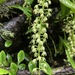 Liparis elliptica - Photo (c) Lijin Huang (紫楝), all rights reserved, uploaded by Lijin Huang (紫楝)