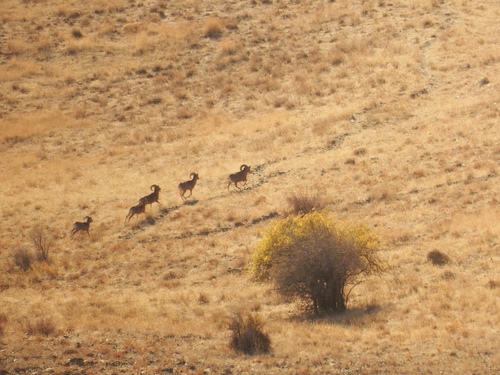 Argali