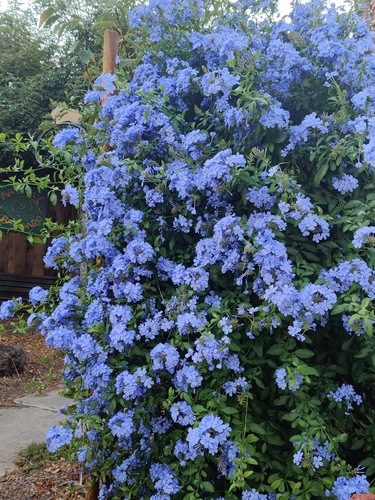 blue plumbago