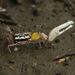 Perplexing Fiddler Crab - Photo (c) 張凱 Kai Chang, all rights reserved, uploaded by 張凱 Kai Chang