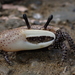 Triangular Fiddler Crab - Photo (c) 張凱 Kai Chang, all rights reserved, uploaded by 張凱 Kai Chang