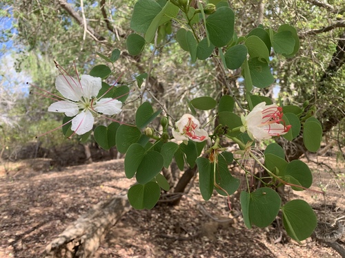 White Bauhinia
