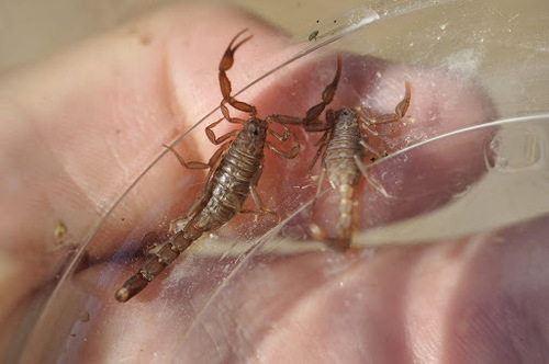 Sawfinger Scorpion