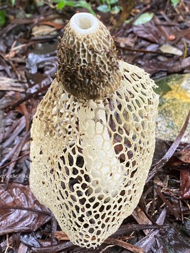 Phallus lutescens